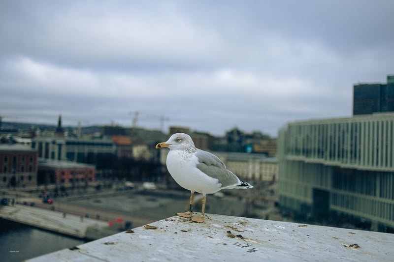 Oslo, Norway, travel photograph 8 by Journey Outset